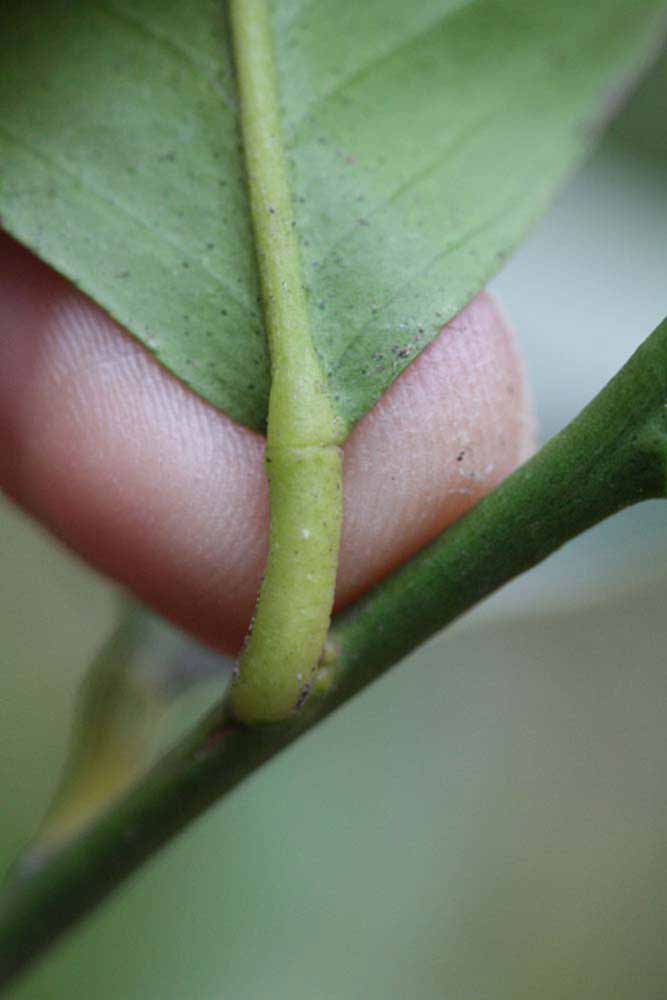                Petiole (Monroe, Riverside,   CA)       